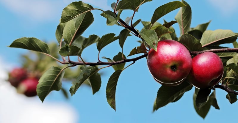Fresh Fruit